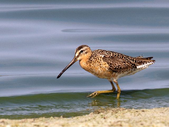 Short-billed Dowitcher