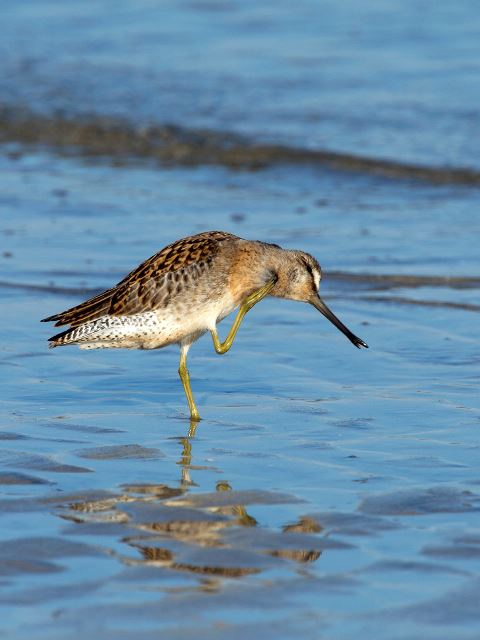 Short-billed Dowitchers