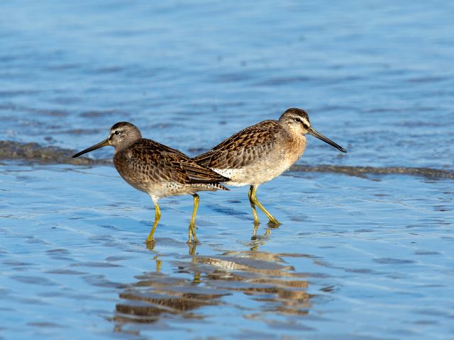 Short-billed Dowitchers