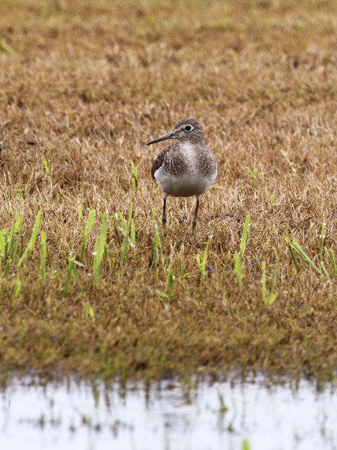 Solitary Sandpiper