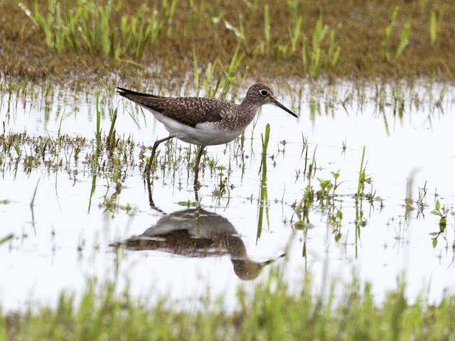 Solitary Sandpiper