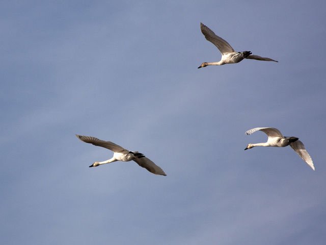 Tundra Swan