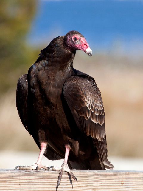 Turkey Vulture