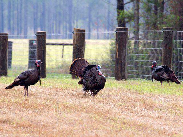 Wild Turkeys