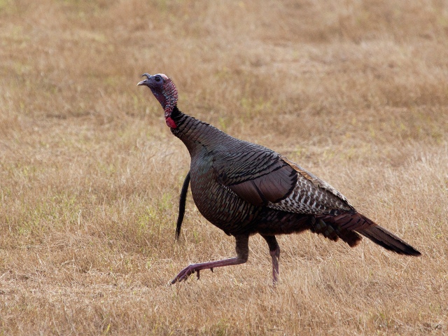 Wild Turkeys