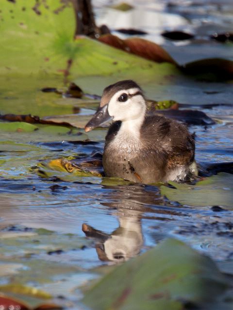 Wood Duck