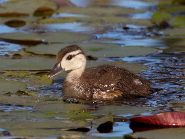 Wood Duck