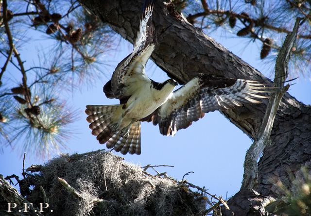 Osprey