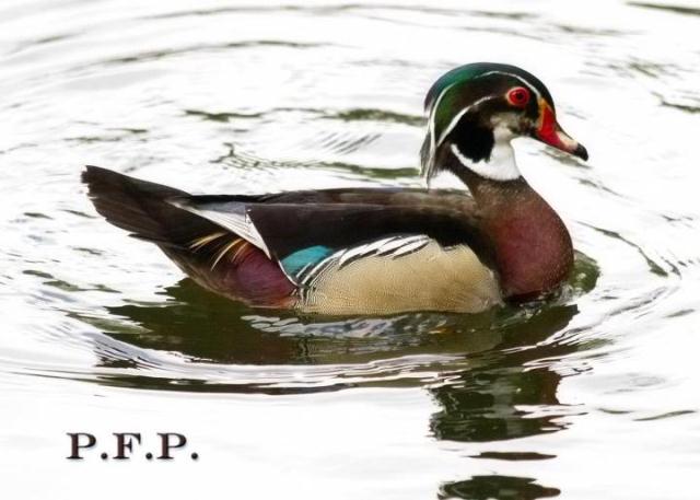 Wood Ducks