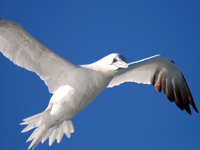 Northern Gannets