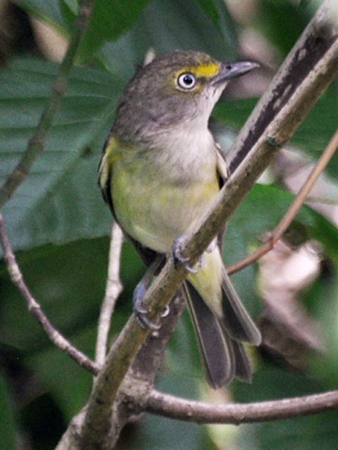 White-eyed Vireo