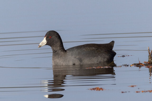 American Coot