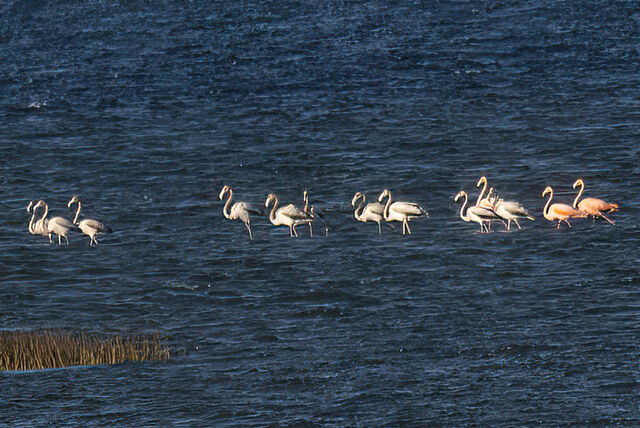 American Flamingo