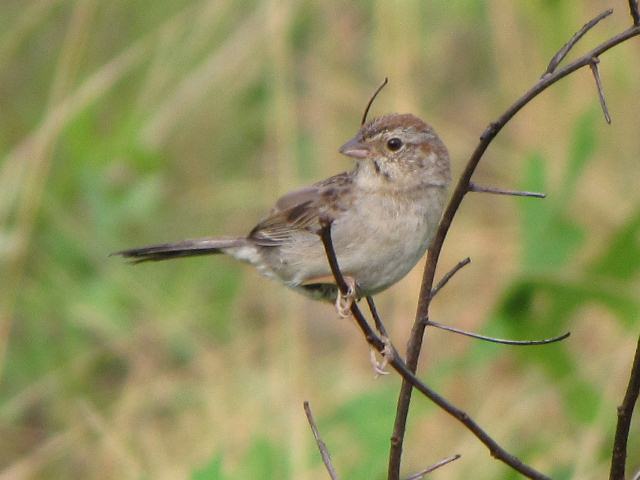 Bachman's Sparrows