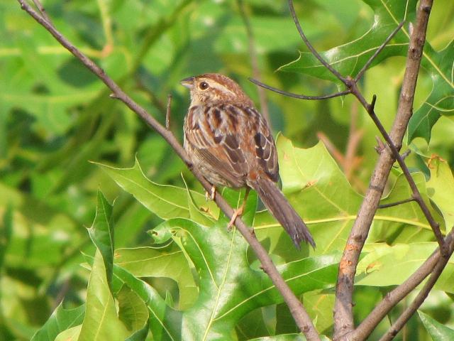 Bachman's Sparrows