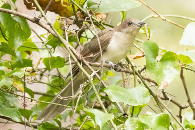 Black-billed Cuckoo