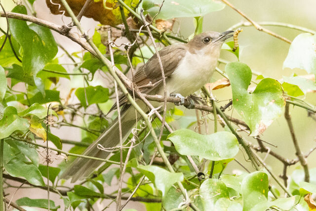 Black-billed Cuckoo