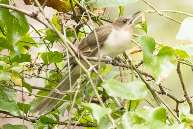 Black-billed Cuckoo