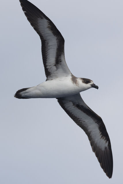 Black-capped Petrel