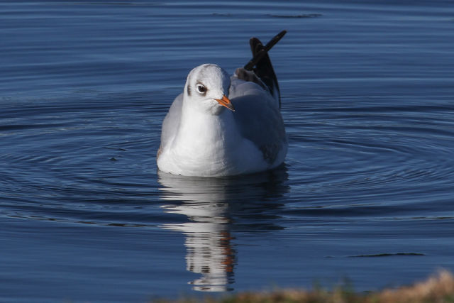 Black-headed Gull