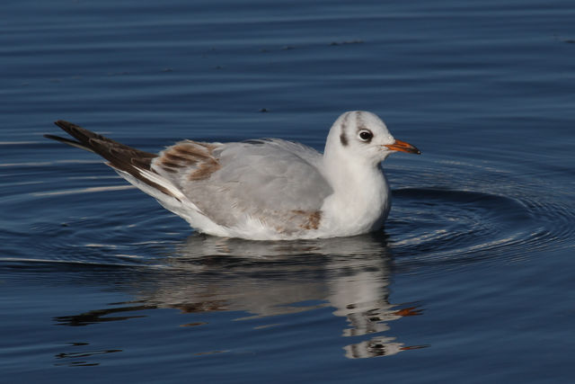 Black-headed Gull