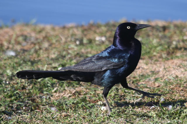 Boat-tailed Grackle