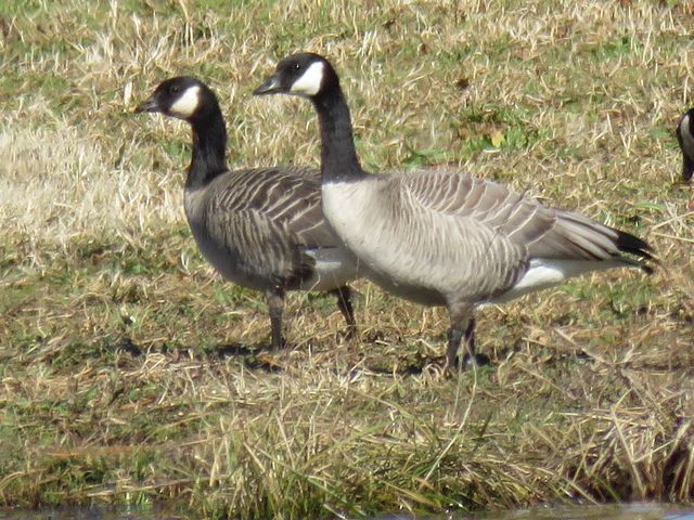 Cackling Goose