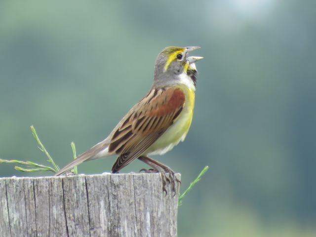 Dickcissel