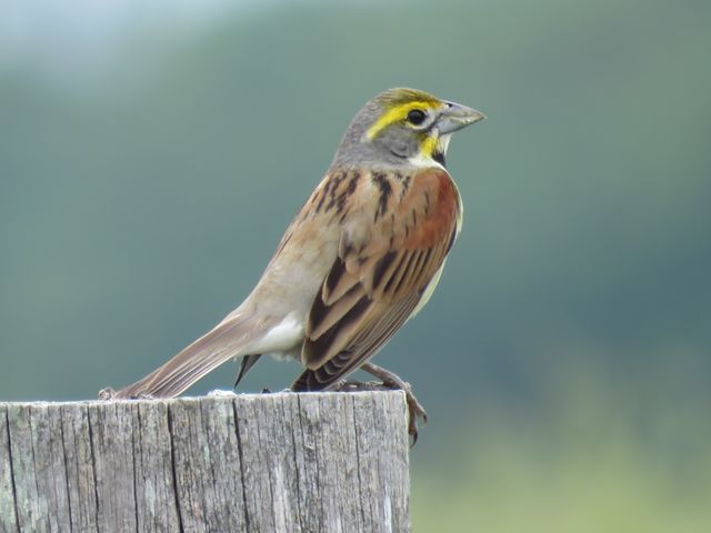 Dickcissel