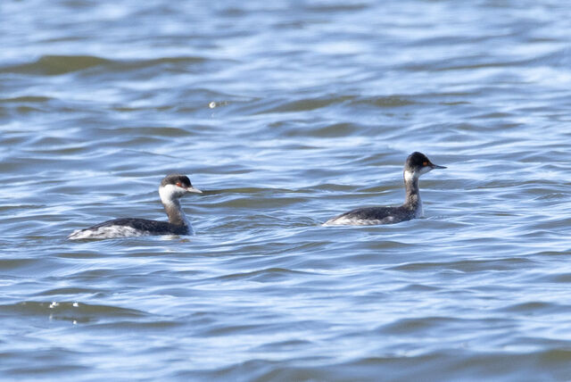 Eared Grebe