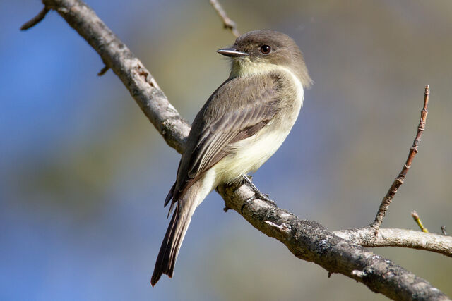 Eastern Phoebe