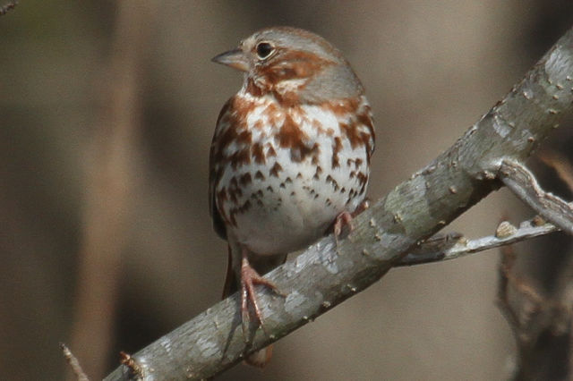 Fox Sparrow