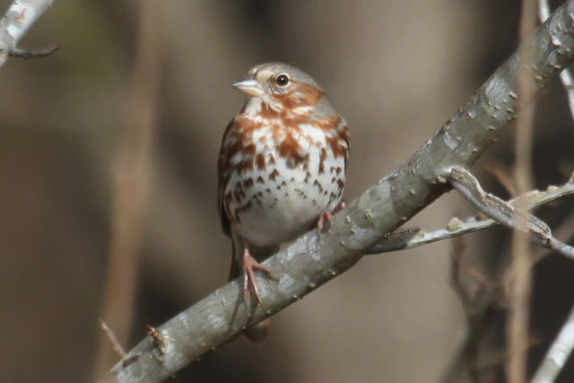 Fox Sparrow