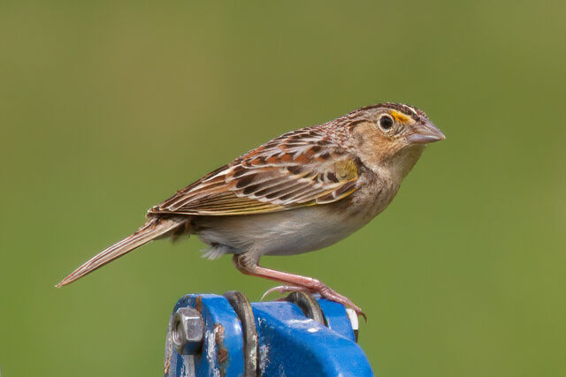 Grasshopper Sparrow