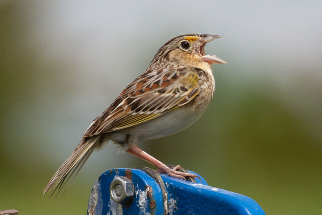 Grasshopper Sparrow