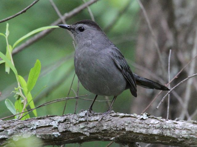 Gray Catbird