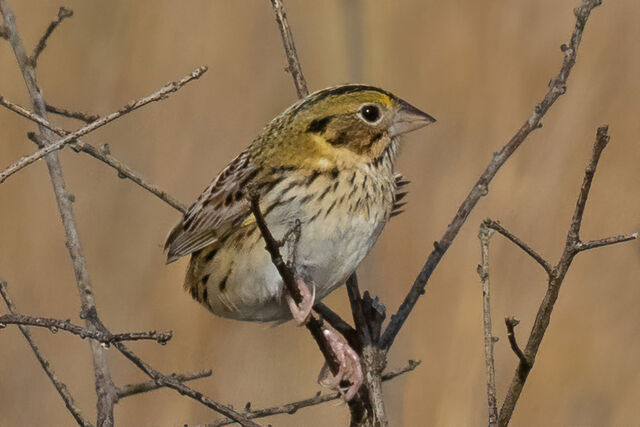 Henslow's Sparrow