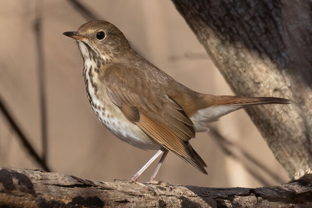 Hermit Thrush