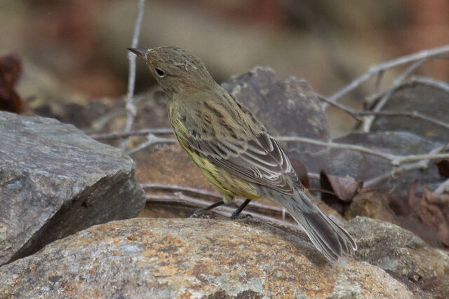 Kirtland's Warbler