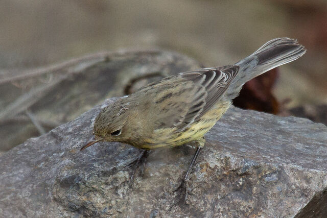 Kirtland's Warbler