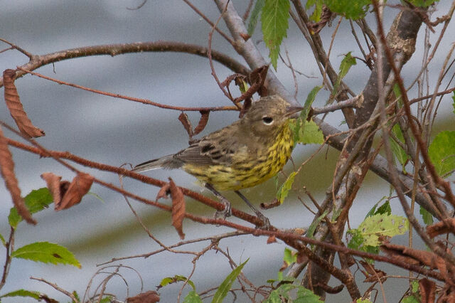 Kirtland's Warbler