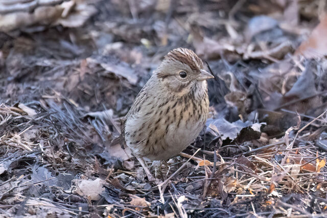 Lincoln's Sparrow