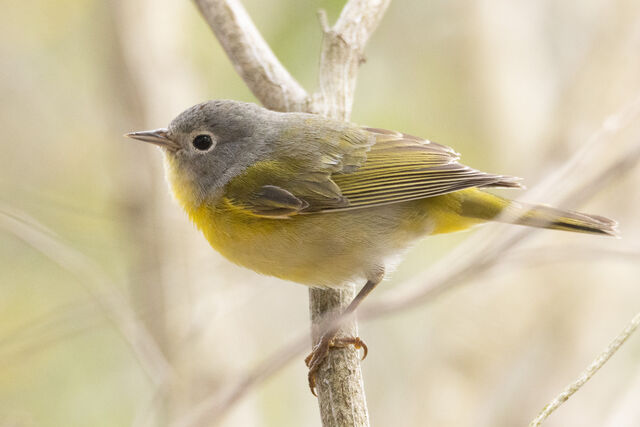 Nashville Warbler