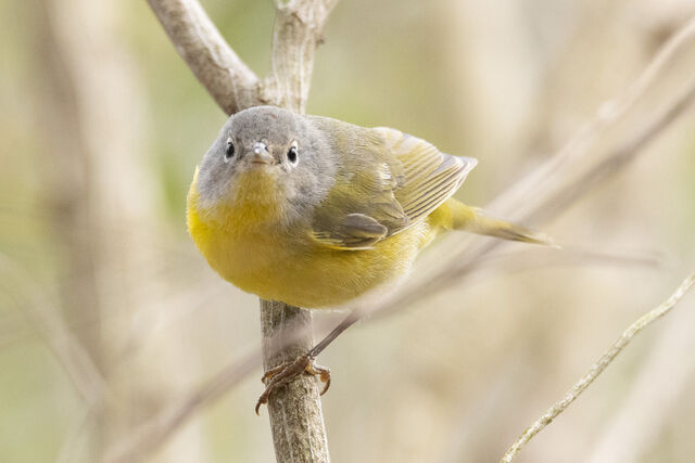 Nashville Warbler