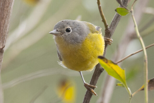 Nashville Warbler