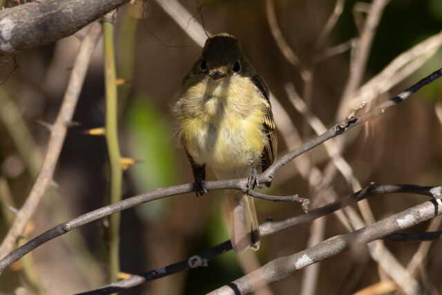 Western Flycatcher