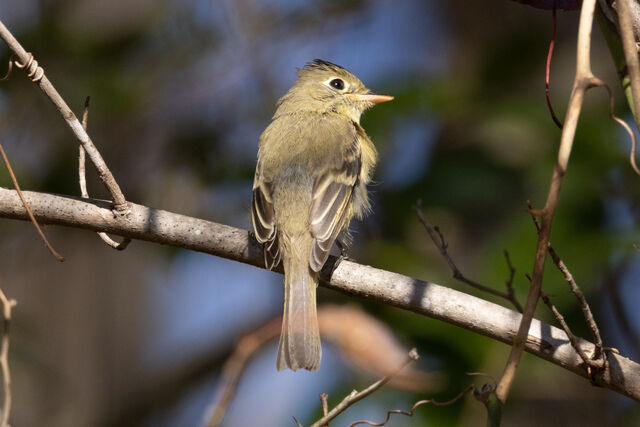 Western Flycatcher