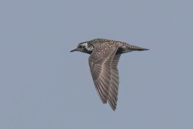 Pacific Golden-Plover