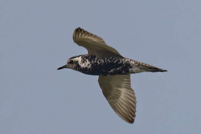 Pacific Golden-Plover