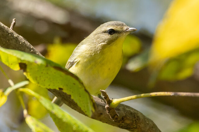 Philadelphia Vireo